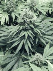 DK P Seeds (3)