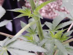 DutchKush  Paradise Seeds% (13)