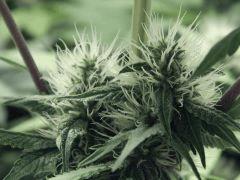 Dutch Kush Flo 19(10)
