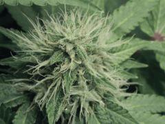 Flo25 Dutch Kush (19)