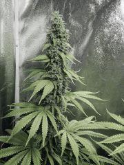 Flo 50 DK PS (28)
