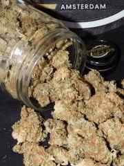 Harvest Dutch Kush Paradise Seeds (18)