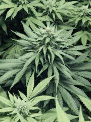 Dutch Kush Flo 19(8)