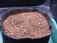 Dutch Kush Paradise Seeds  (11)