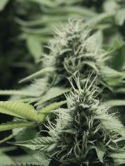 DK Paradise Seeds (17)
