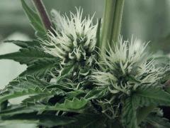 Dutch Kush Flo  13 (18)