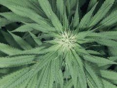 Dutch Kush Flo  13 (14)