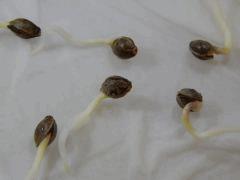 Paradise Seeds Dutch Kush (14)