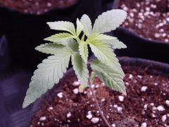 ParadiseSeeds DK (2)