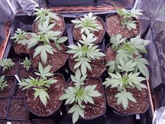 Dutch Kush  Paradise Seeds (15)