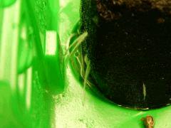 Dutch Kush Paradise Seeds  (7)