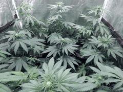 Dutch Kush PS Flo (11)