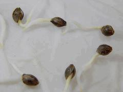 Paradise Seeds Dutch Kush (12)