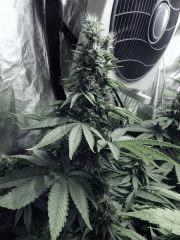 DK PS (7)