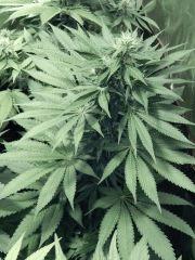 Dutch Kush Flo 19(9)