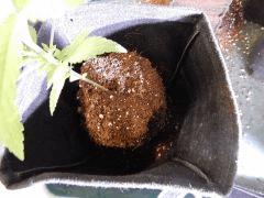 Dutch Kush  Paradise Seeds (10)