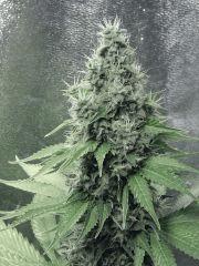 DK P Seeds (16)