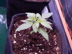 ParadiseSeeds DK (5)
