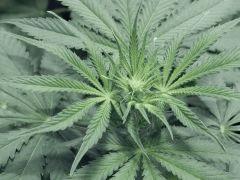 Dutch kush paradise seeds (3)