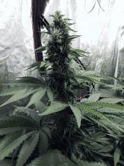 Flo25 Dutch Kush (2)