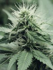 Dutch Kush Flo  13 (19)