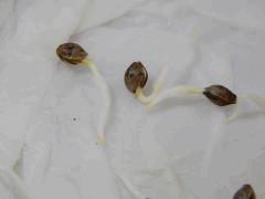 Paradise Seeds Dutch Kush (15)