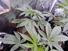 DutchKush  Paradise Seeds% (8)