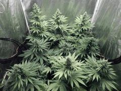 Flo25 Dutch Kush (1)