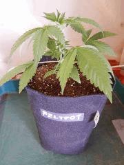 Dutch Kush  Paradise Seeds (18)