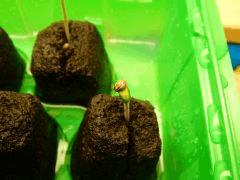 Paradise Seeds Opium (6)