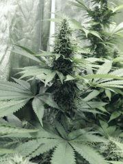 Flo25 Dutch Kush (5)