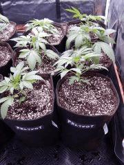 Dutch Kush  Paradise Seeds (23)