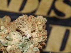 Harvest Dutch Kush Paradise Seeds (16)