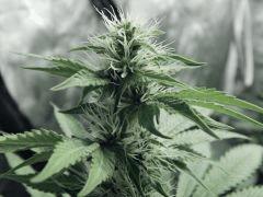 Dutch Kush Flo  13 (9)