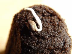 Paradise Seeds Dutch Kush (19)