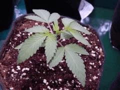 ParadiseSeeds DK (6)