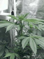 Dutch kush paradise seeds (9)