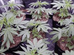 DutchKush  Paradise Seeds% (12)
