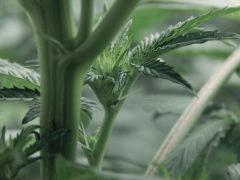 Dutch kush paradise seeds (12)
