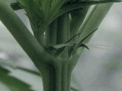 Dutch kush paradise seeds (15)
