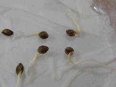 Paradise Seeds Dutch Kush (10)
