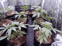 DutchKush Paradise Seeds (2)