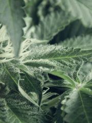 Dutch Kush Flo 19(15)