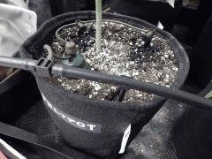 Dutch Kush Flo  13 (4)