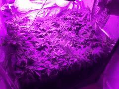 IMG 4494 Min