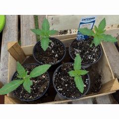 SSH 4, Power flower, White Cheese
