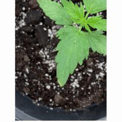 SSH3 auto