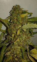 Skunk #1