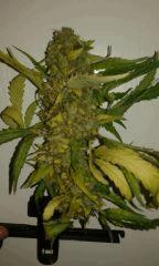 skunk #1