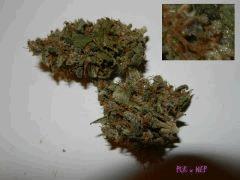 06 pck nep
